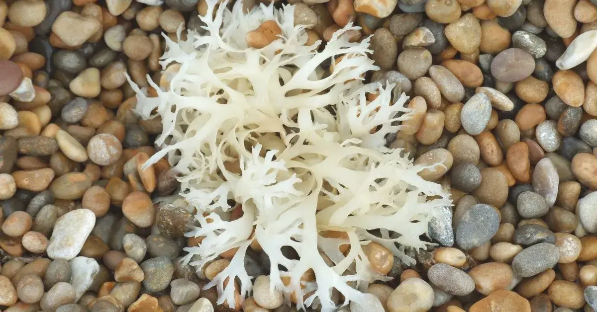 Sea Moss Drops: Tap into the Healing Power of the Sea
